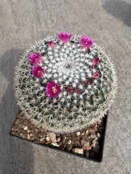Mammillaria hahniana